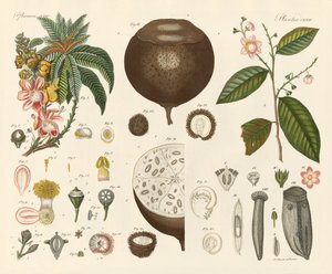 Plantes étranges