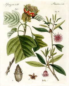 Plantes étranges