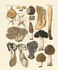 Plantes étranges