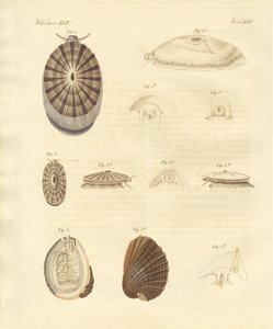 Escargots étranges