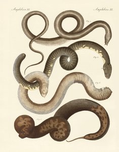 Serpent étrange