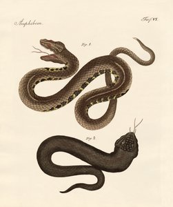 Serpent étrange