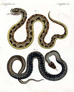 Serpent étrange