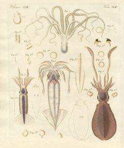 Étranges vers mous