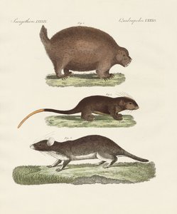 Animaux épineux étranges - German School