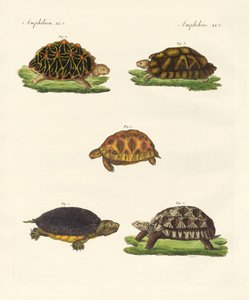 Étranges tortues - German School