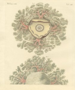 Vers étranges