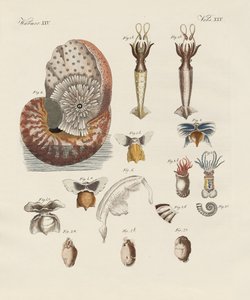Vers étranges