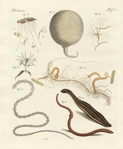 Vers étranges
