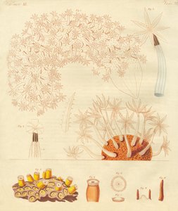 Étranges vers, zoophytes