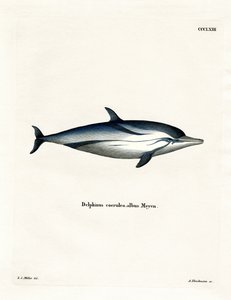 Dauphin bleu et blanc