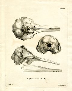 Crâne de Dauphin Rayé