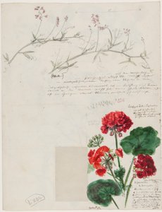 Études de plantes et de figures réalisées à Rome et Pankow, Berlin, 1868