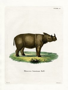Rhinocéros de Sumatra