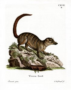 Suricate