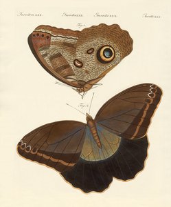 Papillons du Surinam