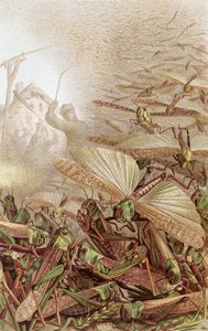 Essaim de criquets migrateurs, planche de Brehms Tierleben: Allgemeine Kunde des Tierreichs, vol.9, p.592, publié par Bibliographisches Institut, 1892