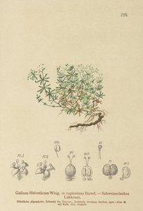 Gaillet suisse (Galium helveticum, Galium rupicolum, Galium megalospermum)