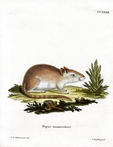 Gerbille de Tamaris