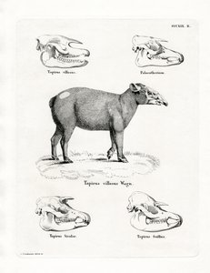 Crânes de Tapir