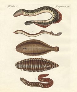 Poissons savoureux