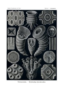 Tetracoralla, 1899-1904