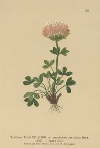 Trèfle de Thal (Trifolium Thalii) - German School