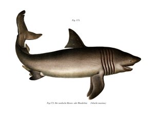 Requin pèlerin - German School