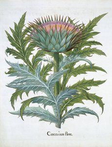 Le Cardon, du Hortus Eystettensis par Basil Besler (1561-1629), pub. 1613 (gravure en couleur) - German School