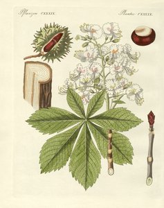Le marronnier