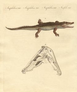Le crocodile de Saint-Domingue - German School