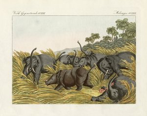 Le combat du rhinocéros avec les éléphants (gravure en couleur)