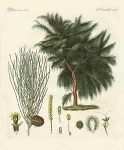 Le casuarina à quatre lobes