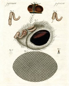 La tête d