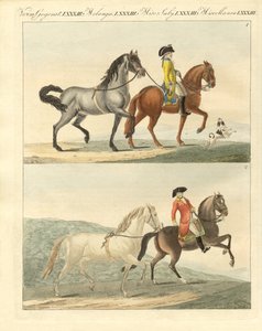 Le cheval avec ses différentes sortes - German School