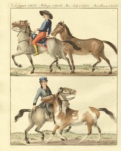 Le cheval avec ses différentes sortes