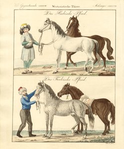 Le cheval avec ses différentes sortes