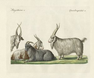 Les chèvres du Cachemire introduites en France