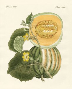 Le melon