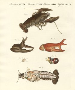 Le vilain crabe de rivière - German School