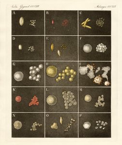 Le pollen des plantes - German School