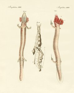 Le sinueux Protée