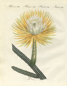 Le splendide cactus torchère à grandes fleurs
