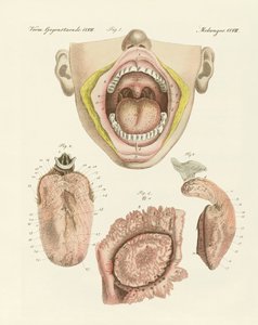 Le goût (gravure en couleur) - German School