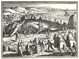 La baleine d