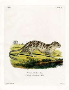 Spermophile à treize lignes