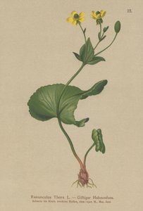 Renoncule de Thora
