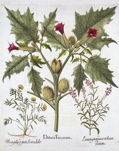 Thorn Apple, Germander et Purple Toadflax, de Hortus Eystettensis, par Basil Besler, pub. 1613 - German School