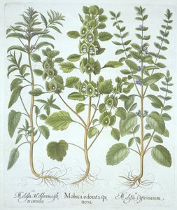 Trois types de mélisse, de Hortus Eystettensis, par Basil Besler (1561-1629), pub. 1613 - German School