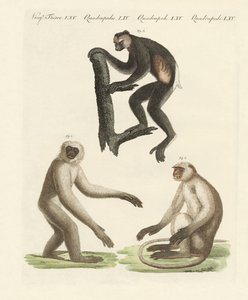 Trois types de singes - German School
